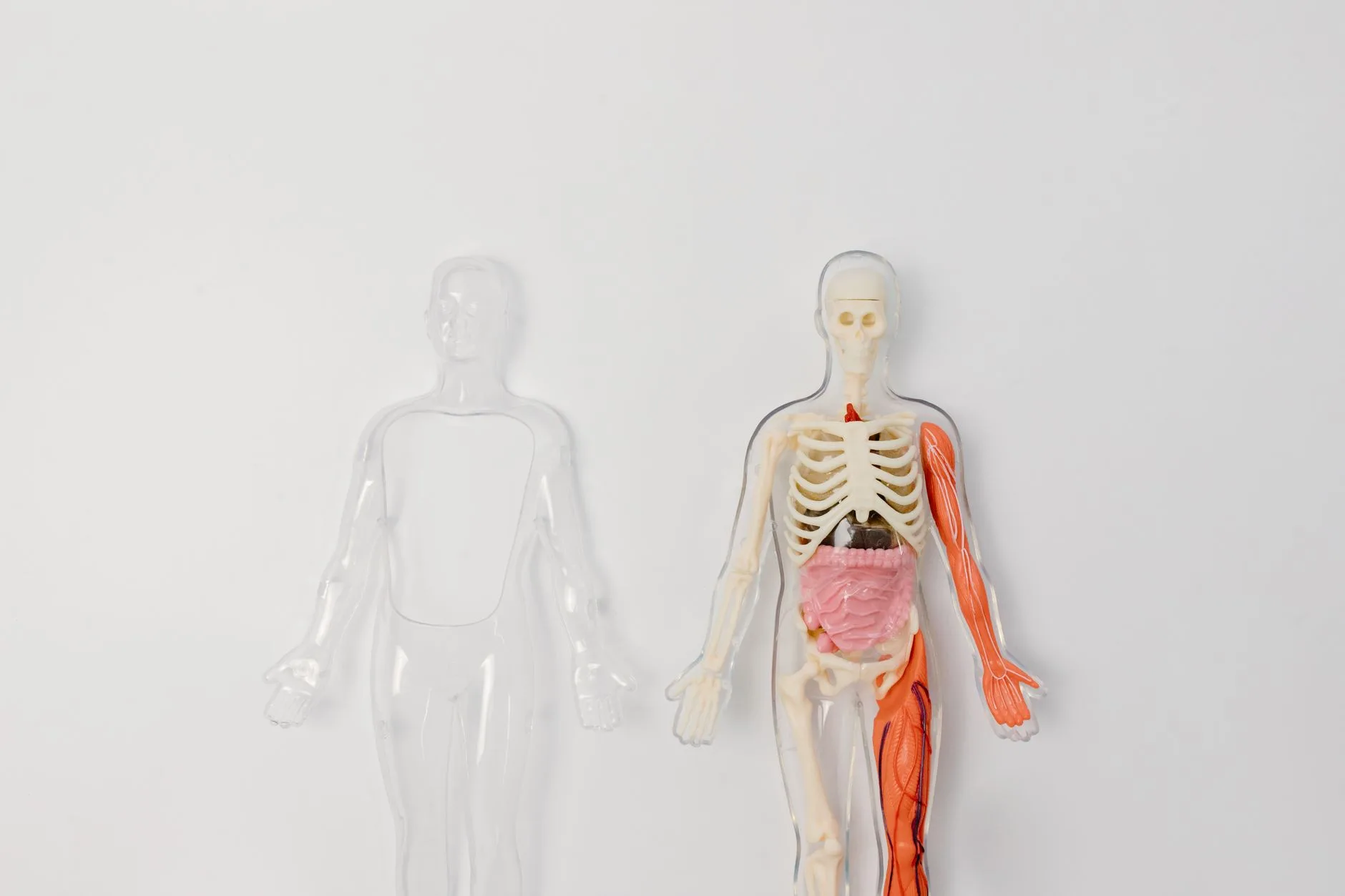 human digestive system anatomy illustration
