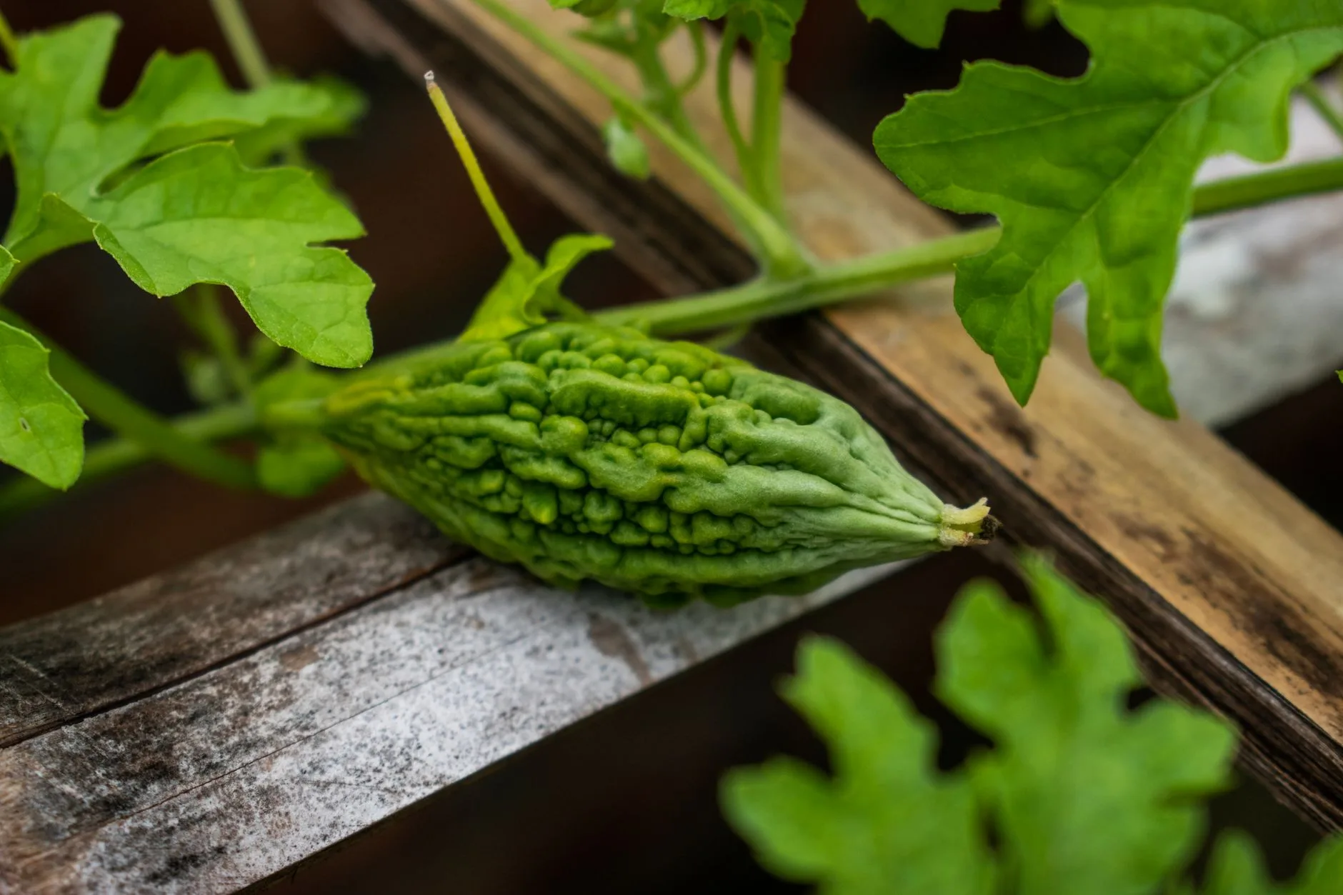 fresh bitter melon vegetable on wooden surface