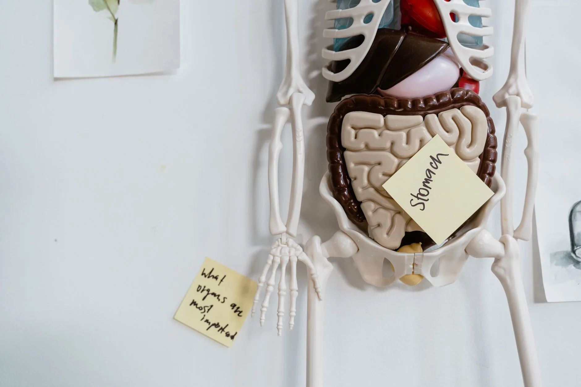 gut hormones digestive system diagram